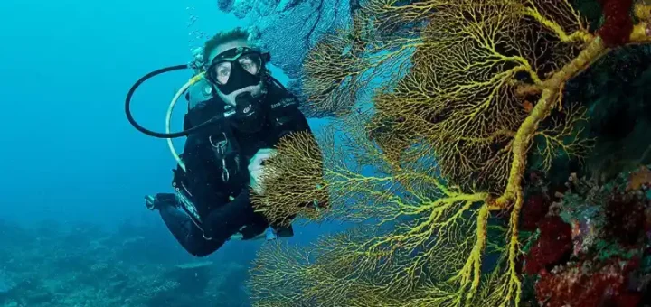 New Zealand Dive log